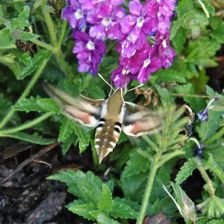 Siedlisko בית אירוח Jagiele